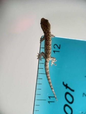 Image 2 of Baby mourning geckos for sale......