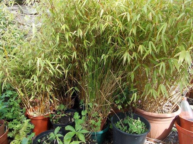 Preview of the first image of Bamboo potted Collection only £20 per pot or 2 for £30.