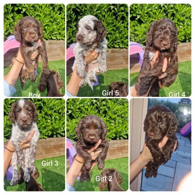 Preview of the first image of 1 Beautiful Cocker spaniel x Cockapoo Boy puppy left.