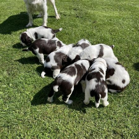 Image 14 of Liver and white English Springer Spaniels only girls left