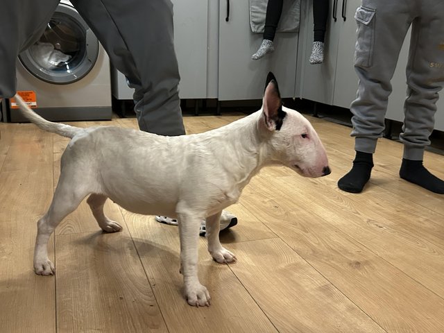 Preview of the first image of Female KC REGISTERED English bull terrier.