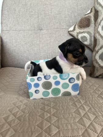Image 5 of 9 Weeks Old Jack Russell Puppies For Sale