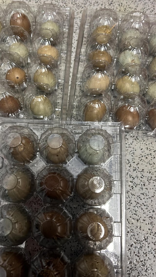 Preview of the first image of Quail eggs for hatching fertilised  Chinese painted /japanes.