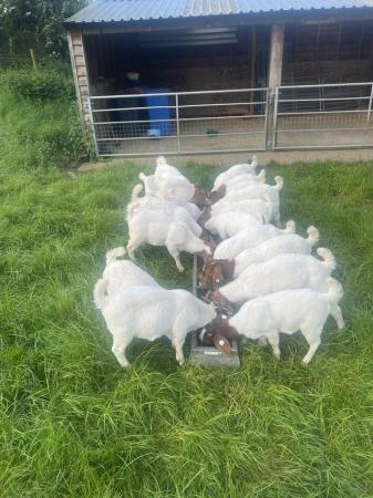 Image 6 of Full Blood Boer Goats BUCKS for sale