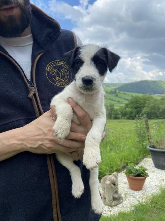Image 1 of Outstanding pedigree Jack Russell puppies only 2 left!
