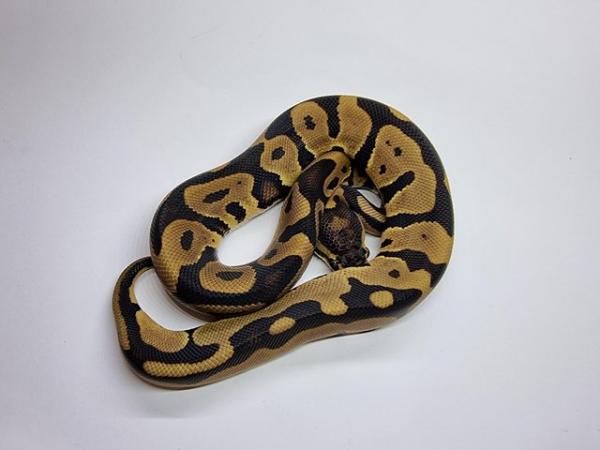 Image 7 of Royal / Ball Pythons - Multiple available
