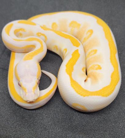 Image 1 of Various ball pythons for sale 2021-2023