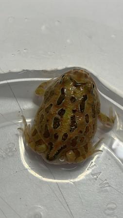 Image 4 of UK bred Pacman frogs / mixed colours