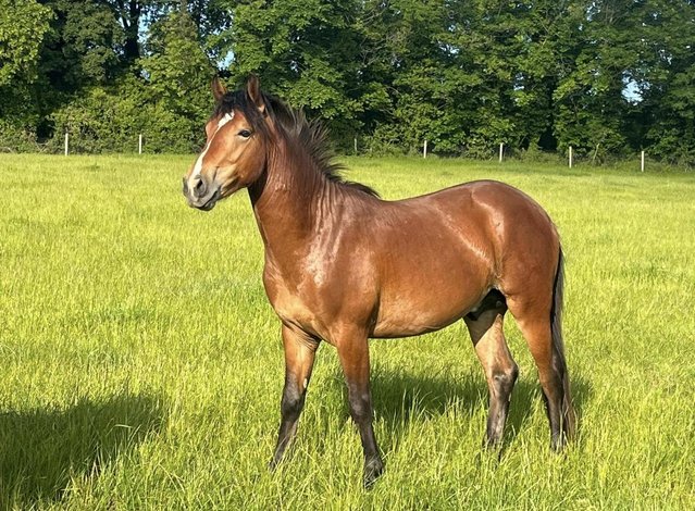 Preview of the first image of 3yo New Forest geldings and 2yo colt for sale.