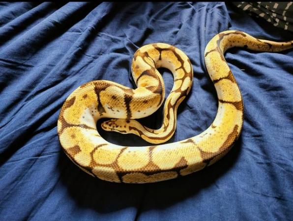 Image 5 of Royal python morphs for sale