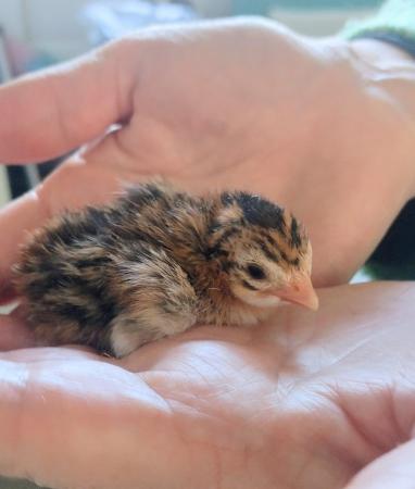 Image 1 of Day old guinea fowl chick