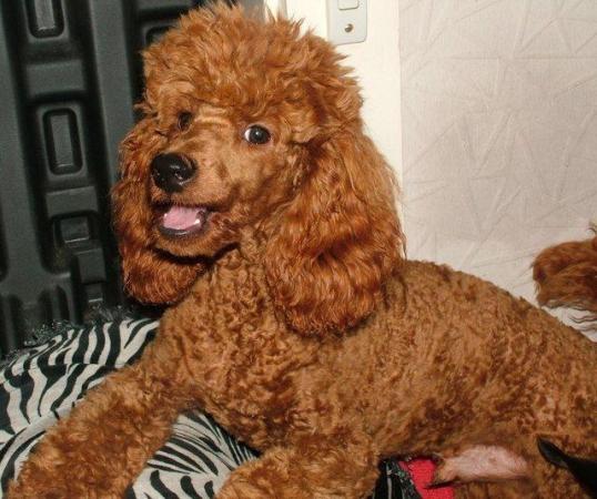 Image 4 of RED KC REG TOY POODLE FOR STUD ONLY! HEALTH TESTED