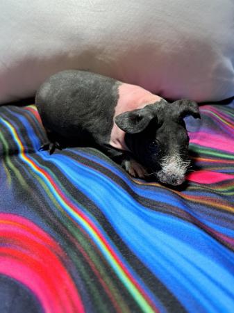 Image 4 of REDUCED. Baby Male Skinny Pigs For Sale - 2 LEFT
