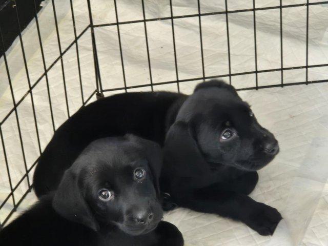 Preview of the first image of Working black lab puppies for sale.