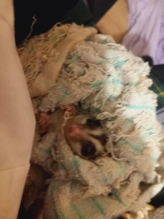 Image 15 of 2 WHITE FACED SUGAR GLIDERS