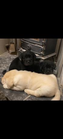 Image 2 of Beautiful show breed Labrador puppies