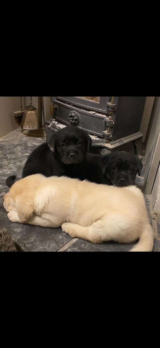 Preview of the first image of Beautiful show breed Labrador puppies.