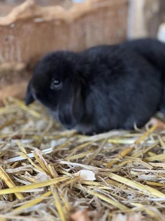 Image 3 of Mini lop baby rabbits ready now