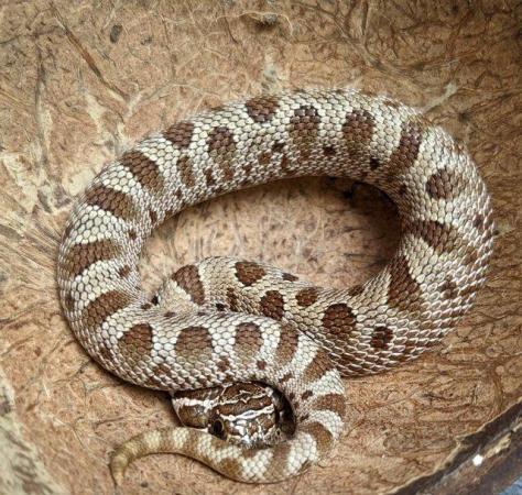 Image 3 of Snakes - Rainforest Exotics Stocklist