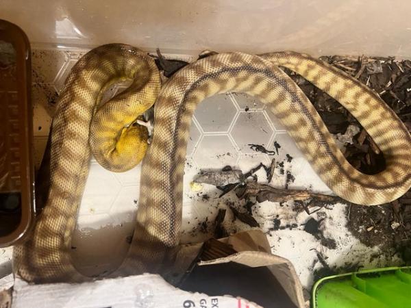 Image 3 of a pair of beautiful Woma pythons