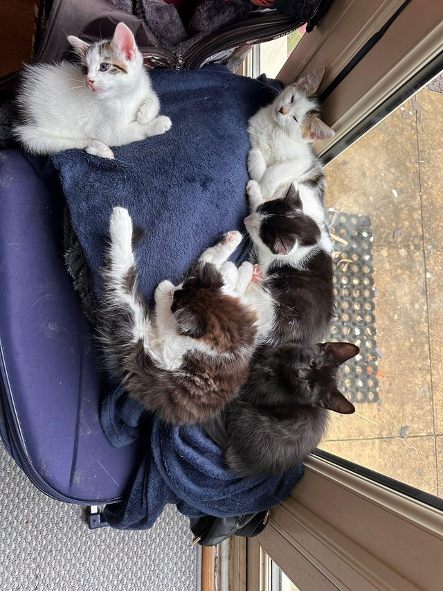 Preview of the first image of Five beautiful litter trained mixed-breed kittens.