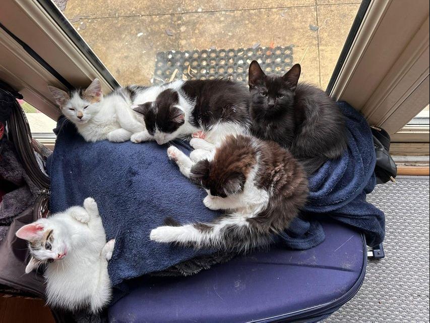 Preview of the first image of Five beautiful litter trained mixed-breed kittens.