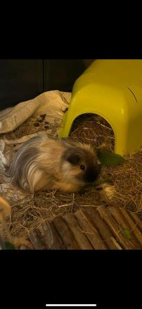 Image 3 of Two Male Guinea-Pigs and Set Up
