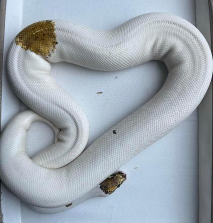 Image 1 of Pied Pinto enchi ( russo ) female ball python / royal python