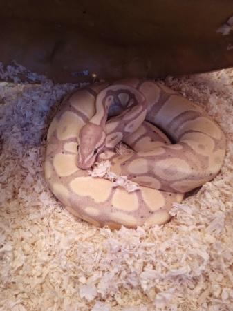 Image 2 of Banana X Hey Clown Ball Python- Best Offer Takes Her Quickly