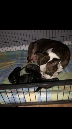 Image 3 of 5 Staffordshire bull terrier puppies