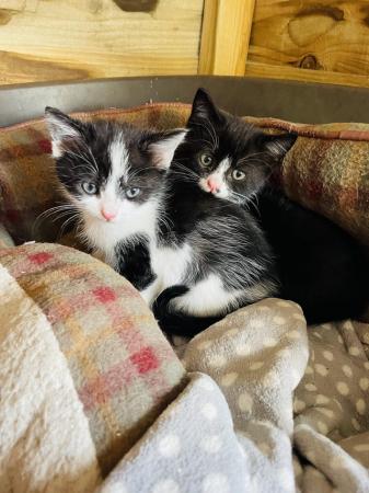 Image 1 of READY TO LEAVE!! Black and white male kittens for sale