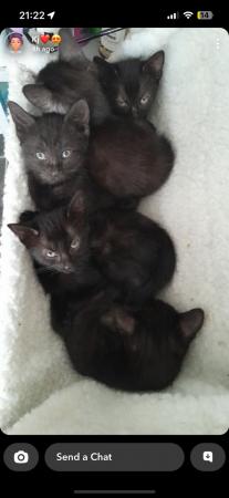 Image 1 of 9 week old kittens ready to go now