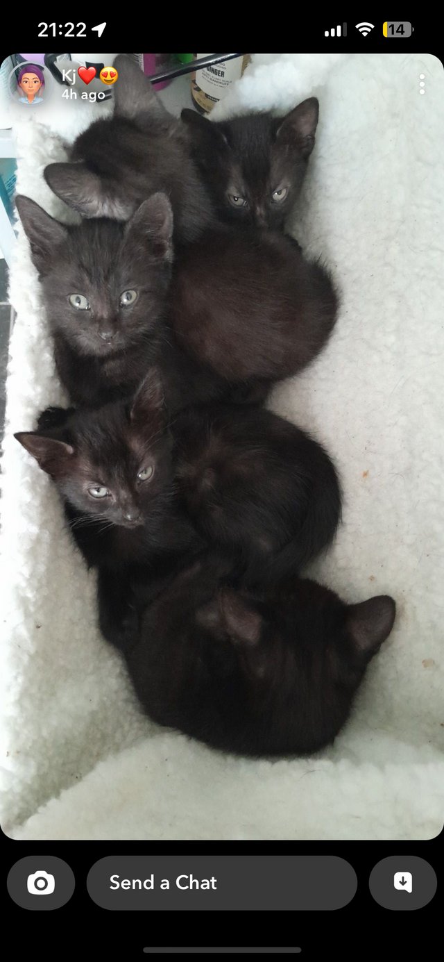Preview of the first image of 9 week old kittens ready to go now.