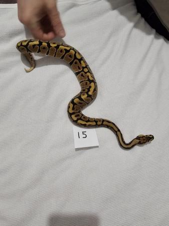 Image 4 of Selection of ball pythons. Juvenile, subadult and adult