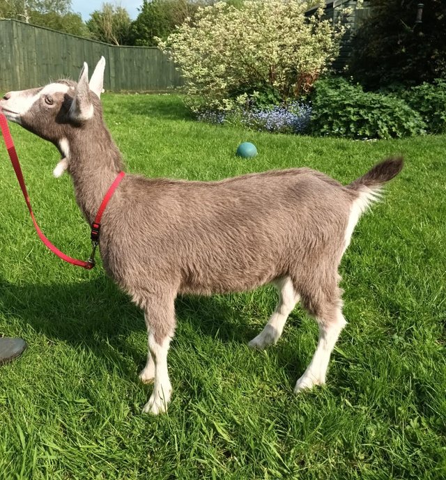 Preview of the first image of Pedigree female toggenburg goat kids.