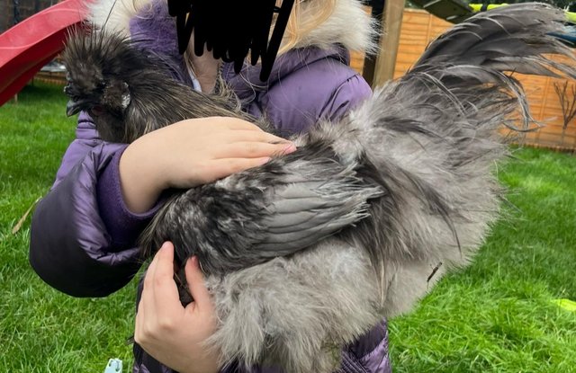 Image 2 of 10 months old Silkie Cockerel