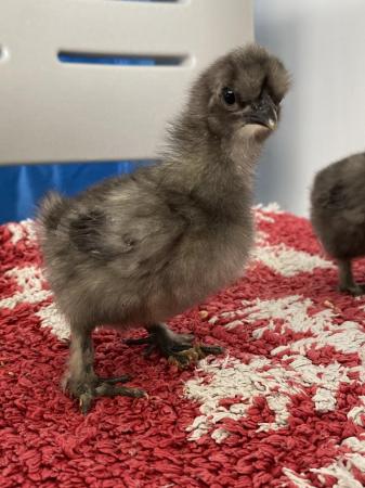 Image 6 of Silkie chicks for sale, must go in pairs