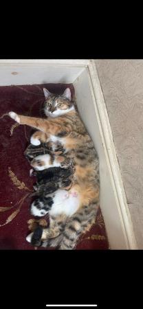 Image 1 of 3 female kittens for sale