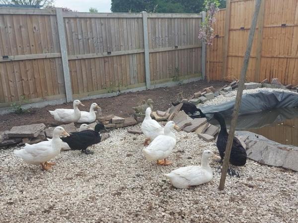 Image 1 of Happy to rehome your hens  ducks that can no longer be kept