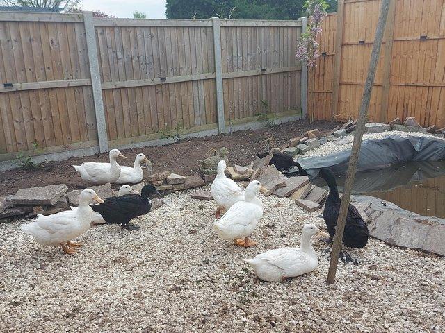 Preview of the first image of Happy to rehome your hens  ducks that can no longer be kept.