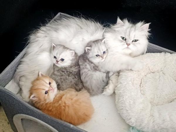 Image 2 of Doll-faced pedigree Persian kittens