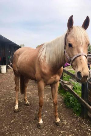 Image 2 of Palomino mare for loan