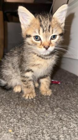 Image 5 of male and female tabby kittens for sale