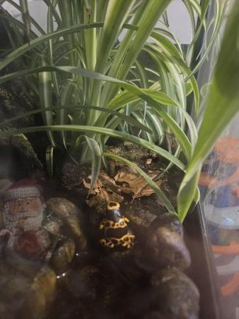 Image 1 of Bumble bee dart frog and mourning gecko with bioactive set u