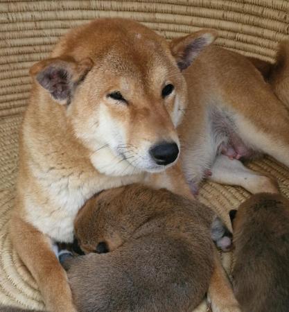 Image 1 of JAPANESE SHIBA INU PUPPIES FOR SALE