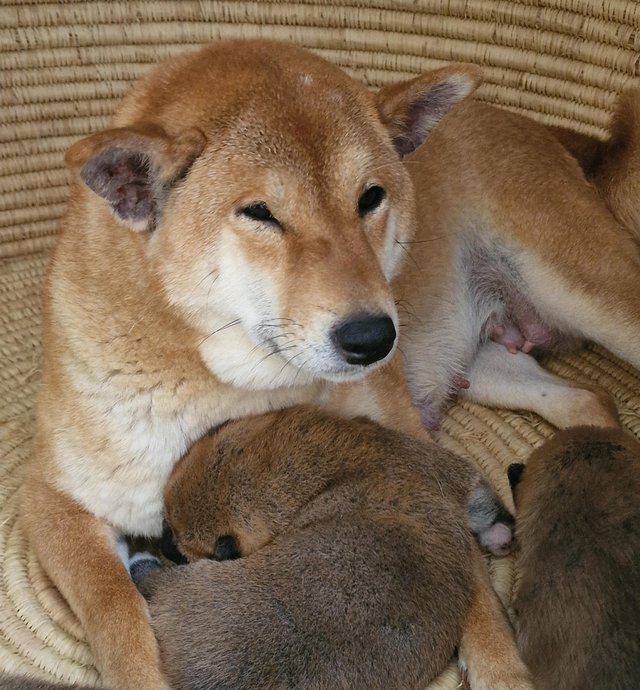 Preview of the first image of JAPANESE SHIBA INU PUPPIES FOR SALE.