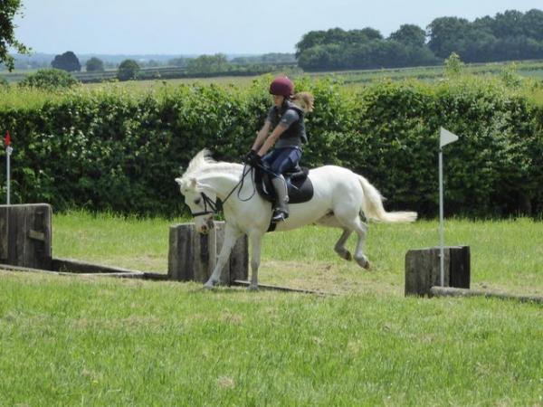 Image 3 of 12.2, 9yrs Welsh x, PC/ allrounder