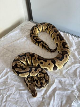 Image 16 of Various royal pythons for sale