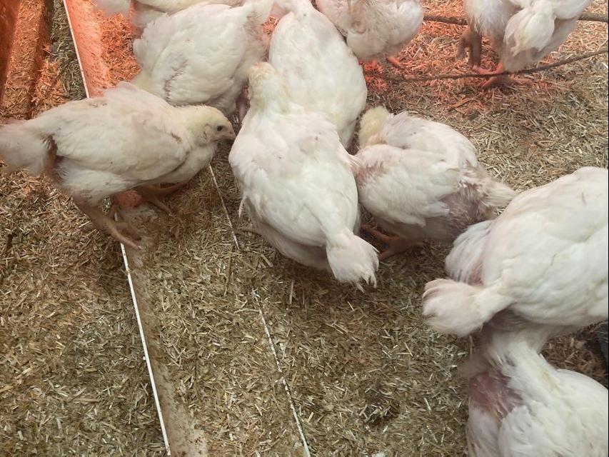 Preview of the first image of Off heat Hubbard broiler chicks.
