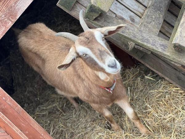 Image 1 of Two friendly doe goats for sale